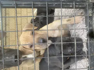 1-3 months Male Purebred American Pit Bull Terrier