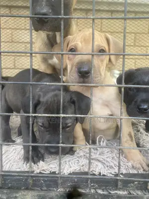 1-3 months Male Purebred American Pit Bull Terrier