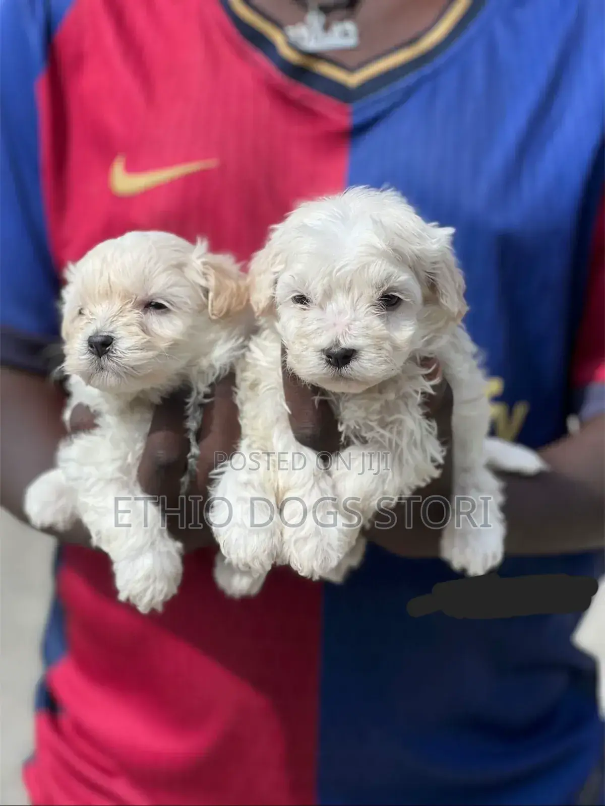 6-12 months Male Purebred Maltese
