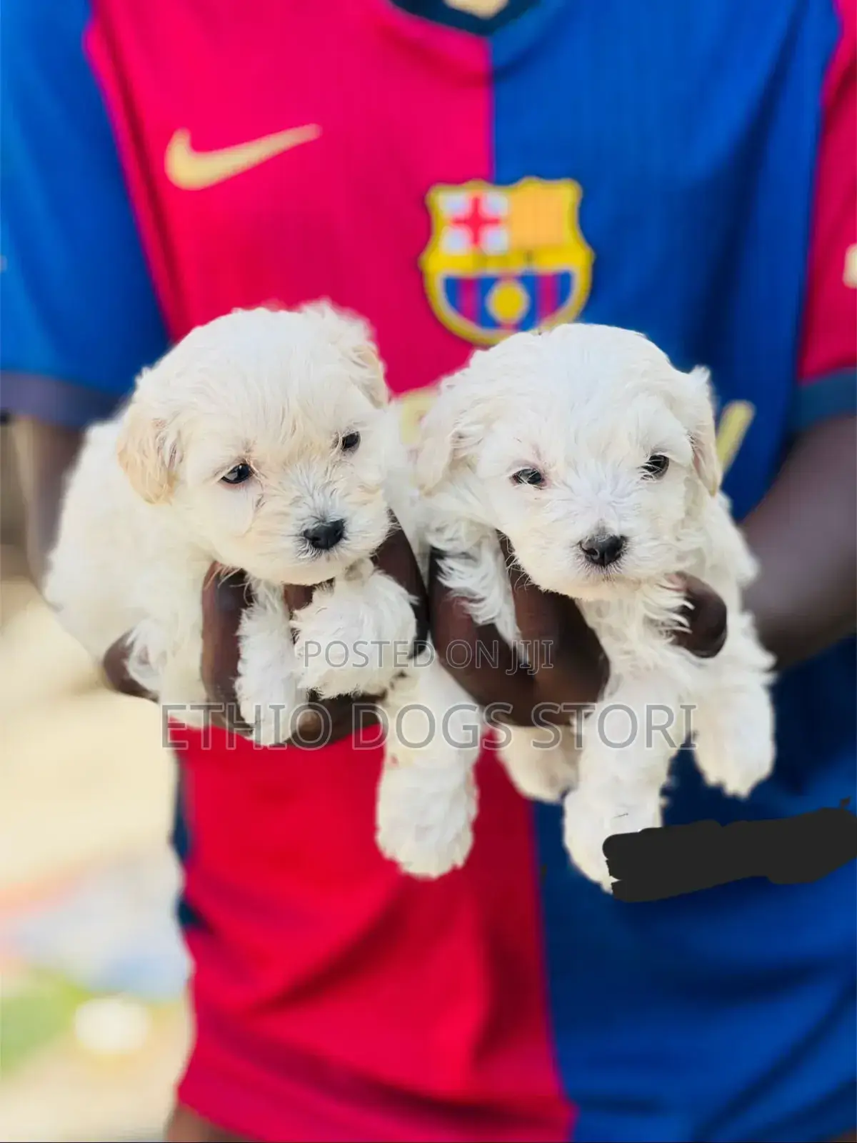6-12 months Male Purebred Maltese