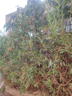 4bdrm Villa in Villa, Bole for sale