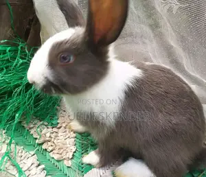 Dutch's Rabbit