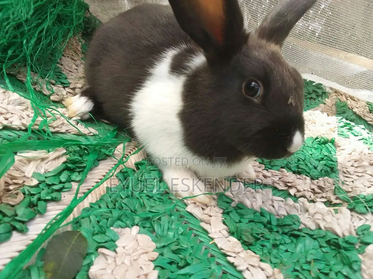 Dutch's Rabbit