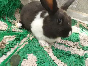 Dutch's Rabbit