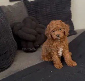 1-3 months Female Purebred Poodle
