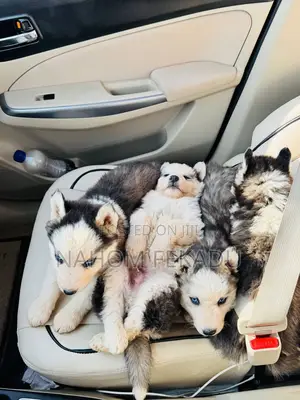 1-3 months Male Purebred Siberian Husky