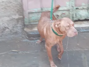 1-3 months Male Purebred American Pit Bull Terrier