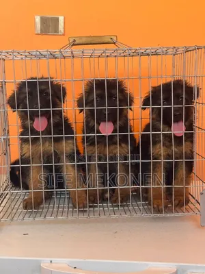 1-3 months Male Purebred German Shepherd