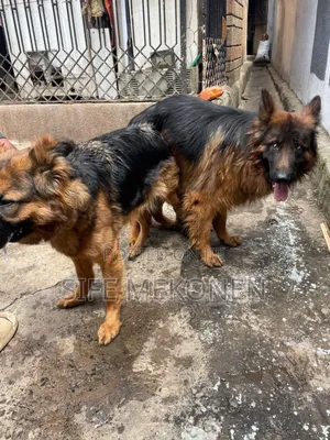 1-3 months Male Purebred German Shepherd