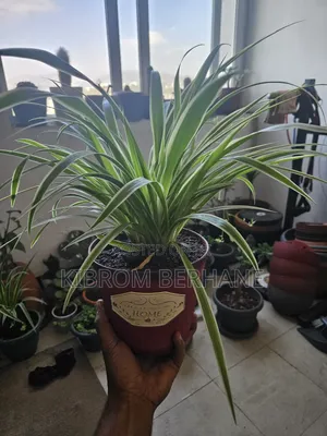 Spider Plant
