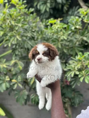 1-3 months Female Purebred Shih Tzu