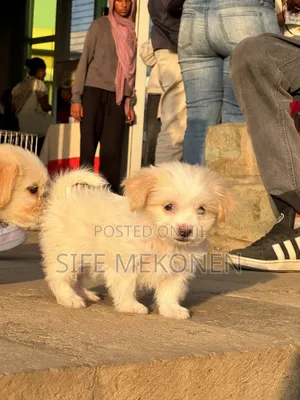 1-3 months Male Purebred Maltese