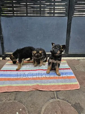 1-3 months Male Purebred German Shepherd