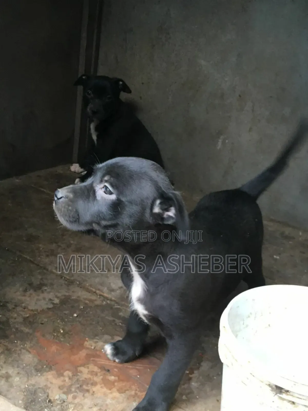 1-3 months Male Purebred American Pit Bull Terrier