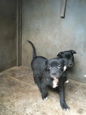 1-3 months Male Purebred American Pit Bull Terrier