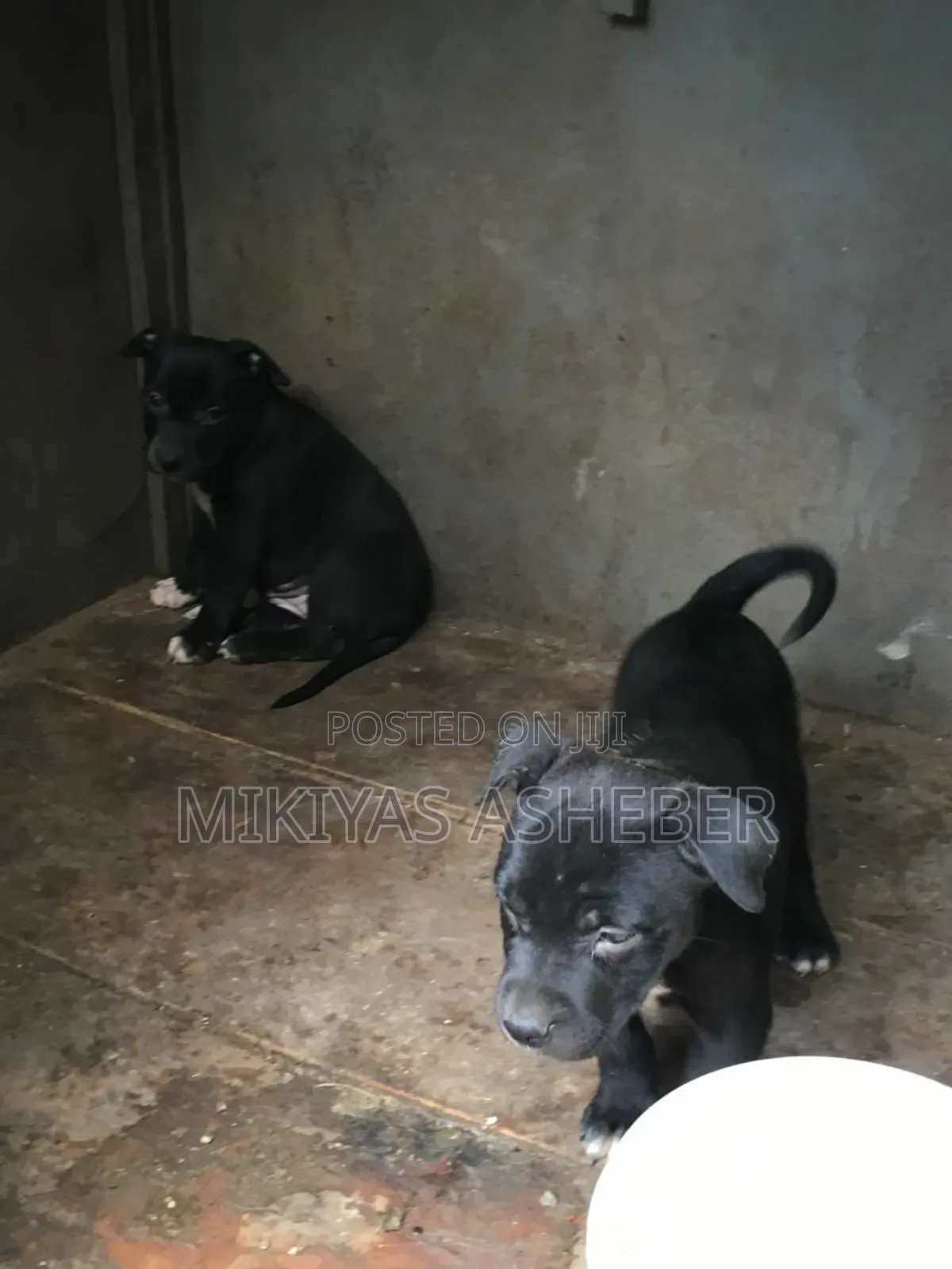 1-3 months Male Purebred American Pit Bull Terrier