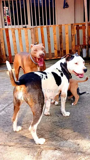1-3 months Male Purebred American Pit Bull Terrier