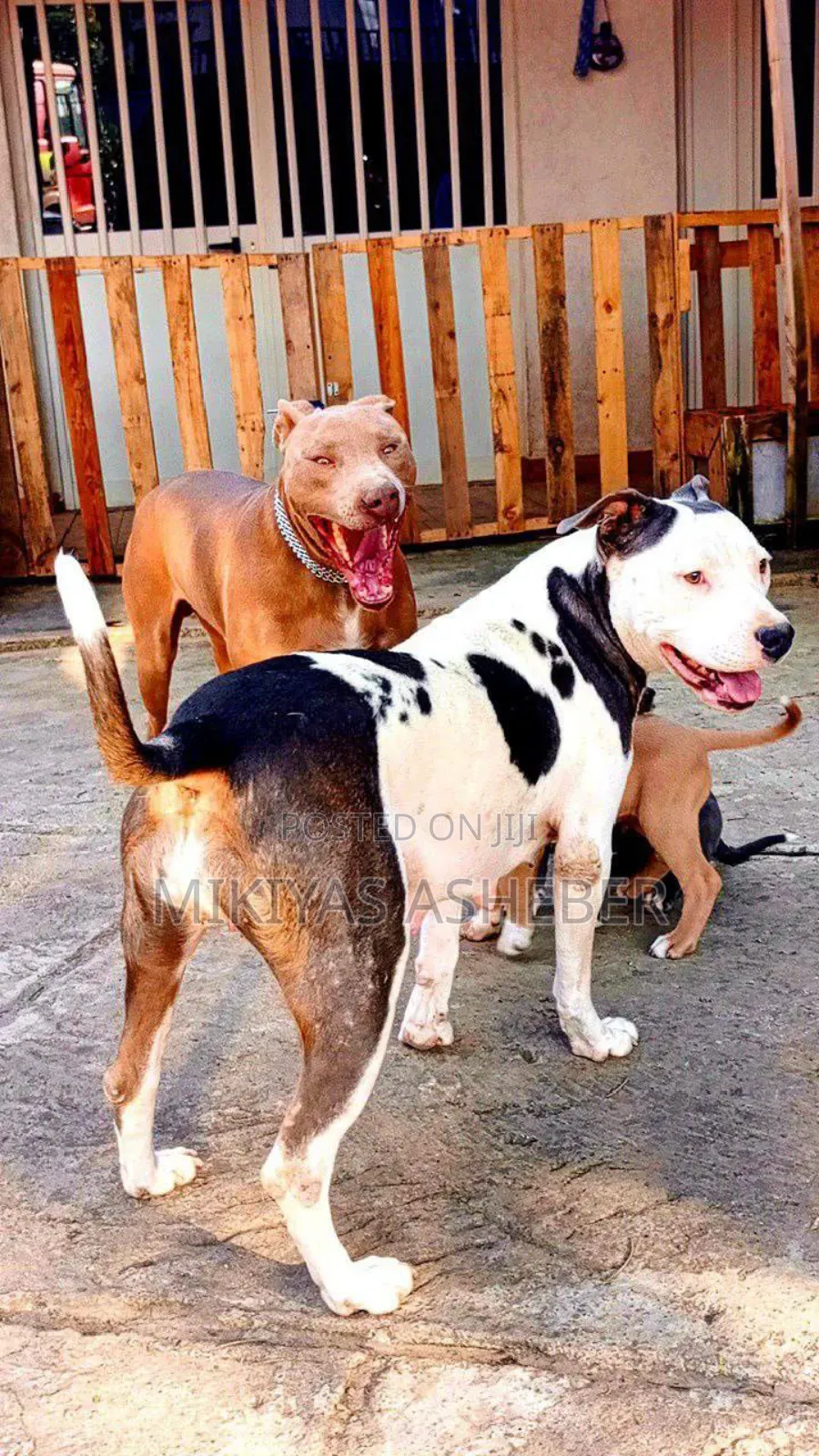 1-3 months Male Purebred American Pit Bull Terrier