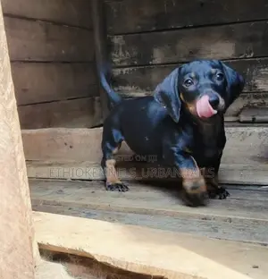 1-3 months Female Purebred Dachshund
