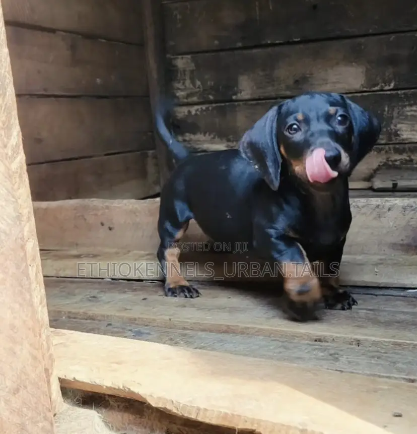 1-3 months Female Purebred Dachshund