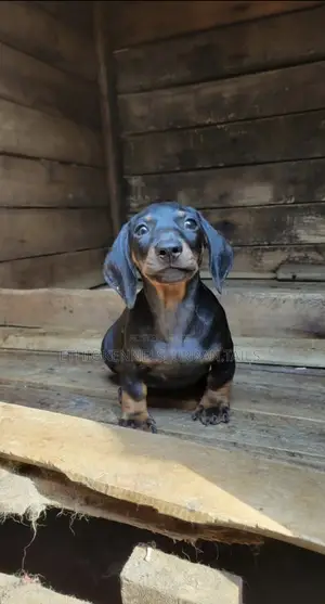 1-3 months Female Purebred Dachshund