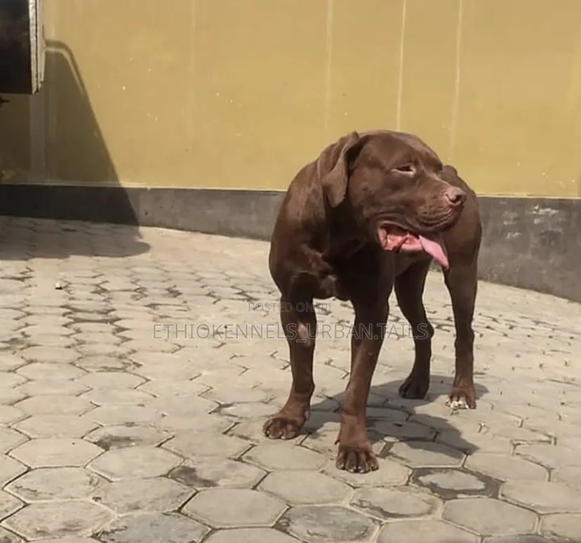 6-12 months Male Purebred American Pit Bull Terrier
