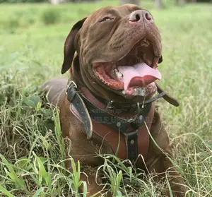 6-12 months Male Purebred American Pit Bull Terrier
