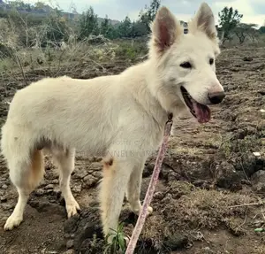 6-12 months Female Purebred German Shepherd