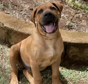 1-3 months Male Purebred Boerboel