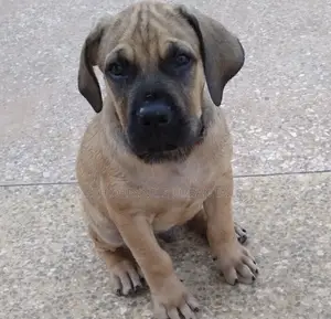 1-3 months Male Purebred Boerboel
