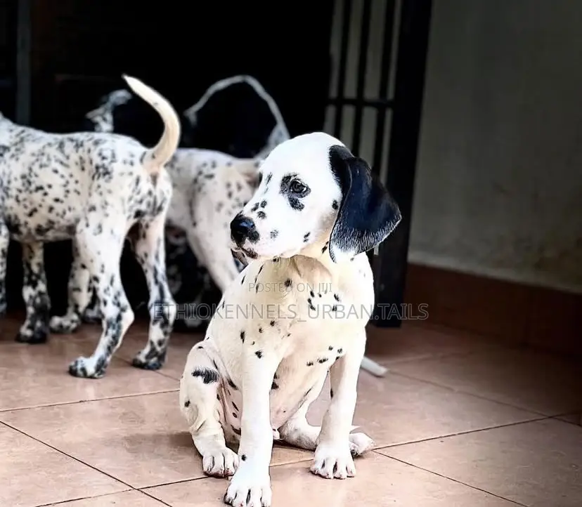1-3 months Female Purebred Dalmatian