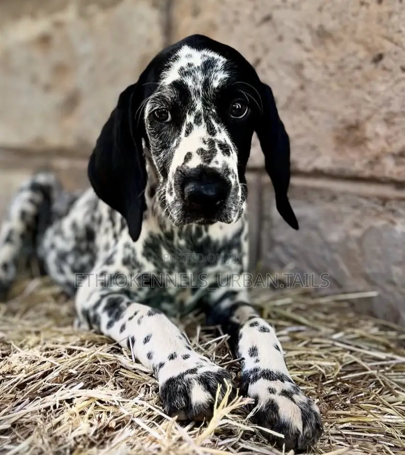 1-3 months Female Purebred Dalmatian