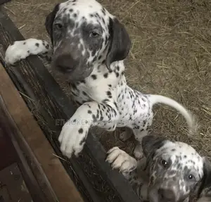 1-3 months Male Purebred Dalmatian