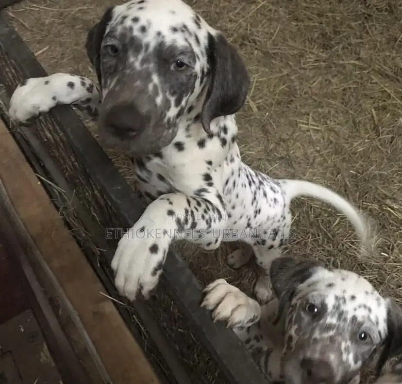 1-3 months Male Purebred Dalmatian