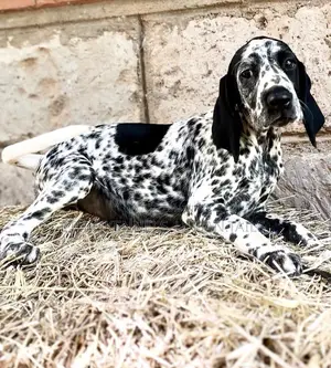 1-3 months Male Purebred Dalmatian