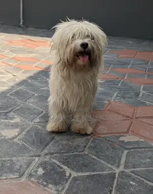 1-3 months Male Purebred Maltese