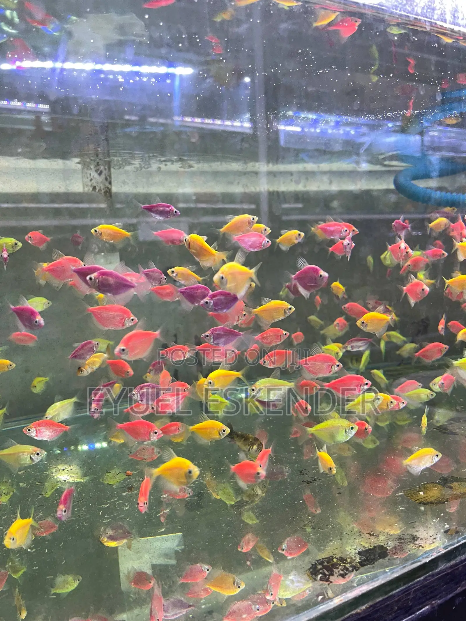 Glow Tetra