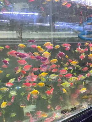 Glow Tetra