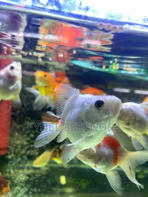 Butterfly Koi Fish