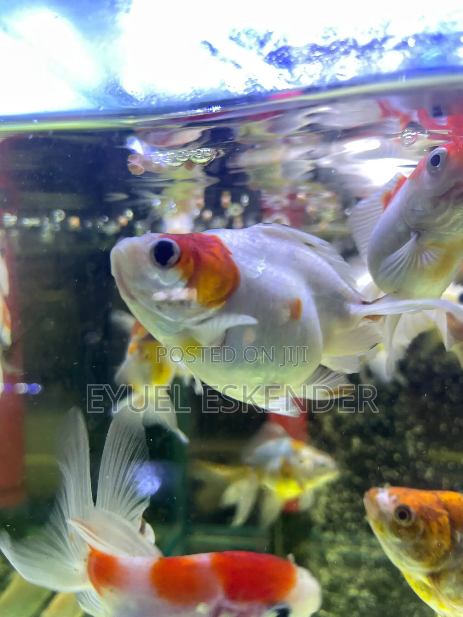 Butterfly Koi Fish