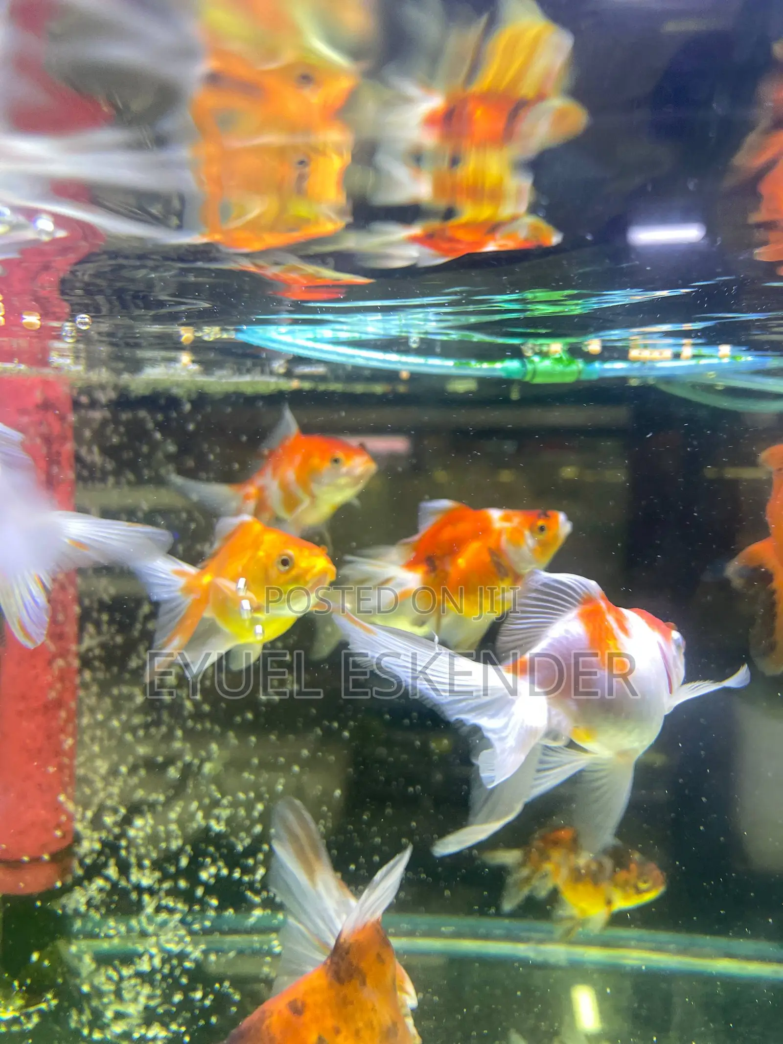 Butterfly Koi Fish