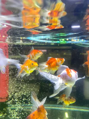Butterfly Koi Fish