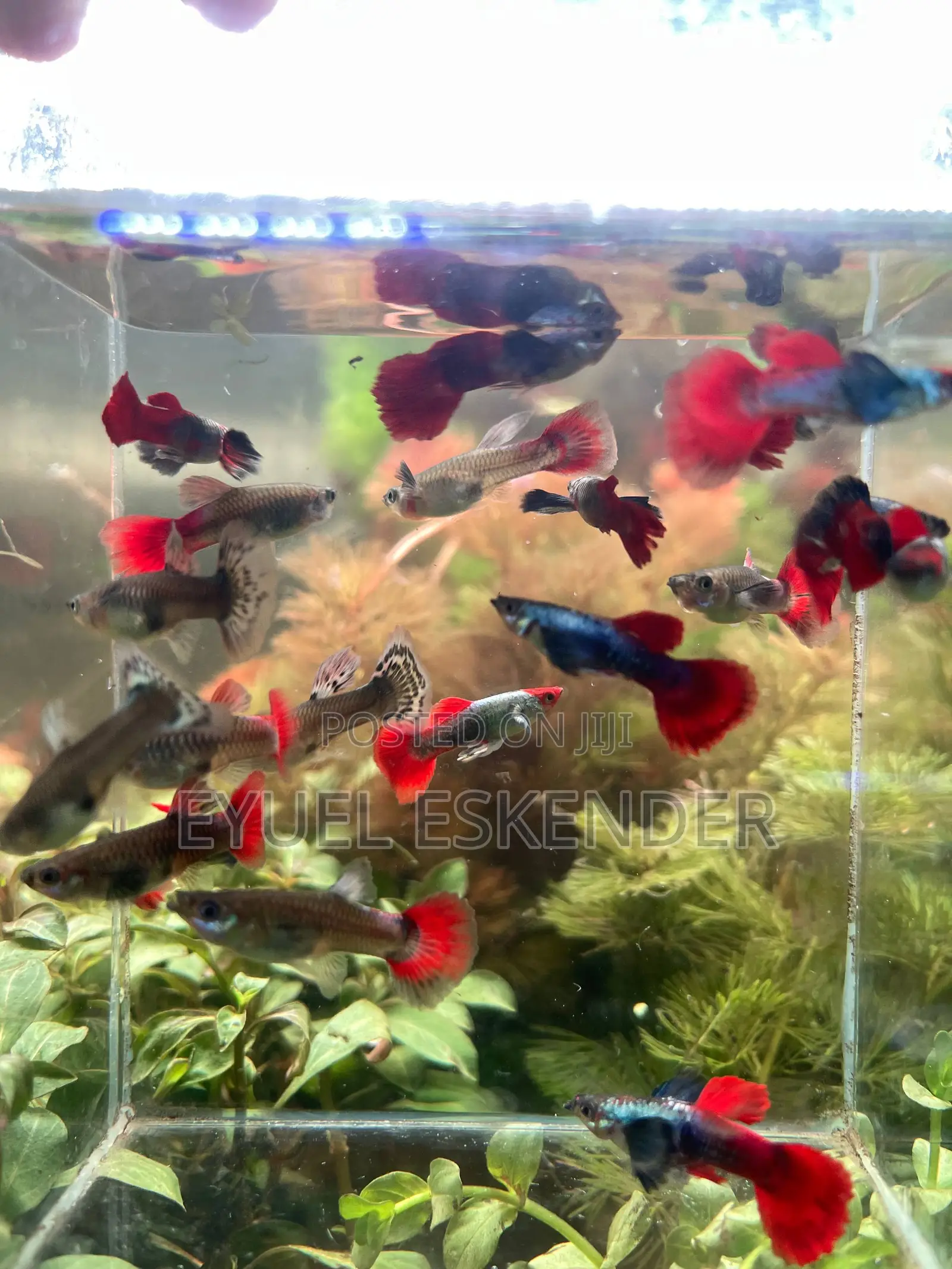 Guppy Dambo
