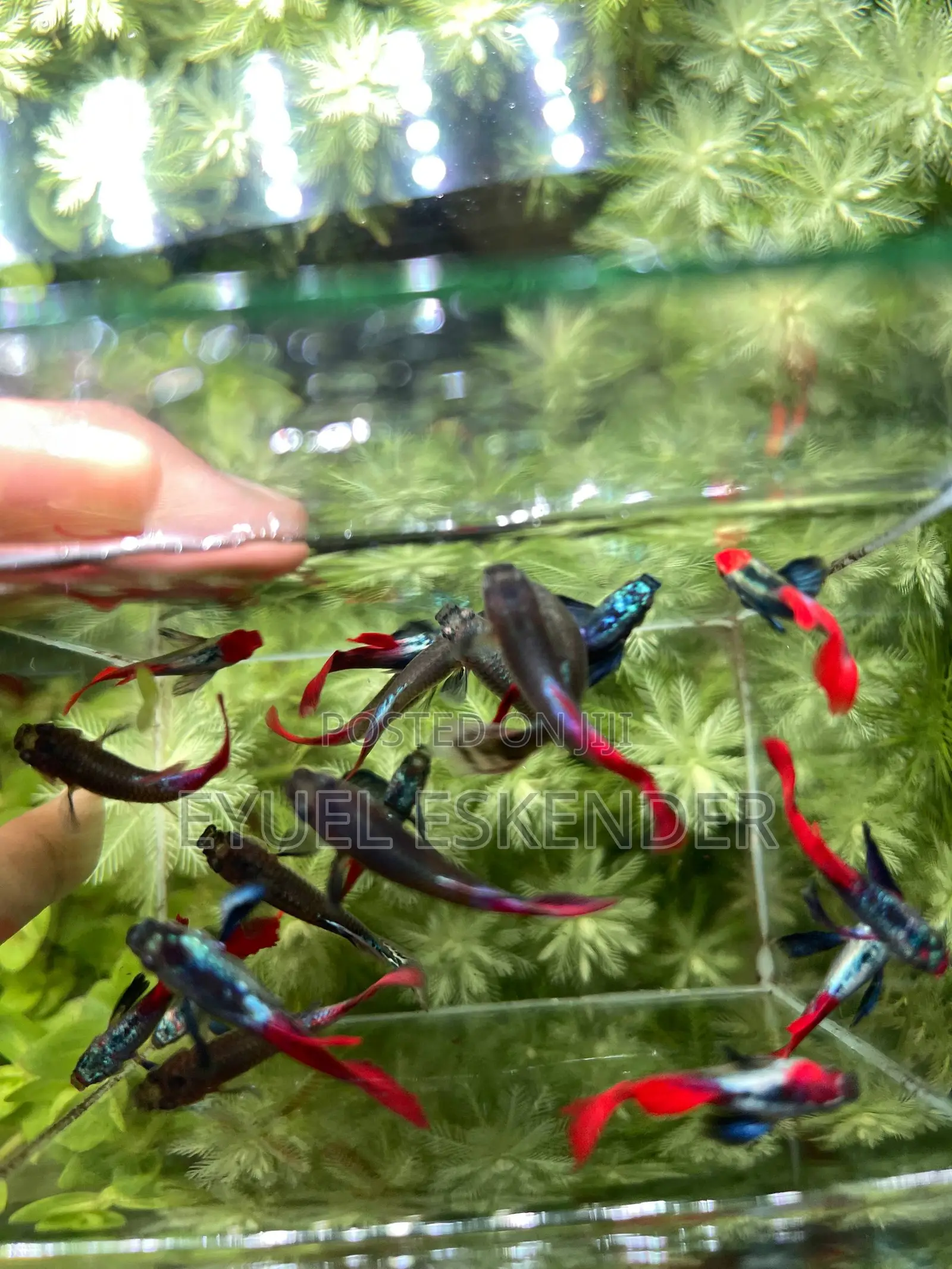 Guppy Dambo