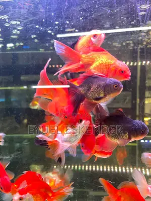 Bold Gold Fish