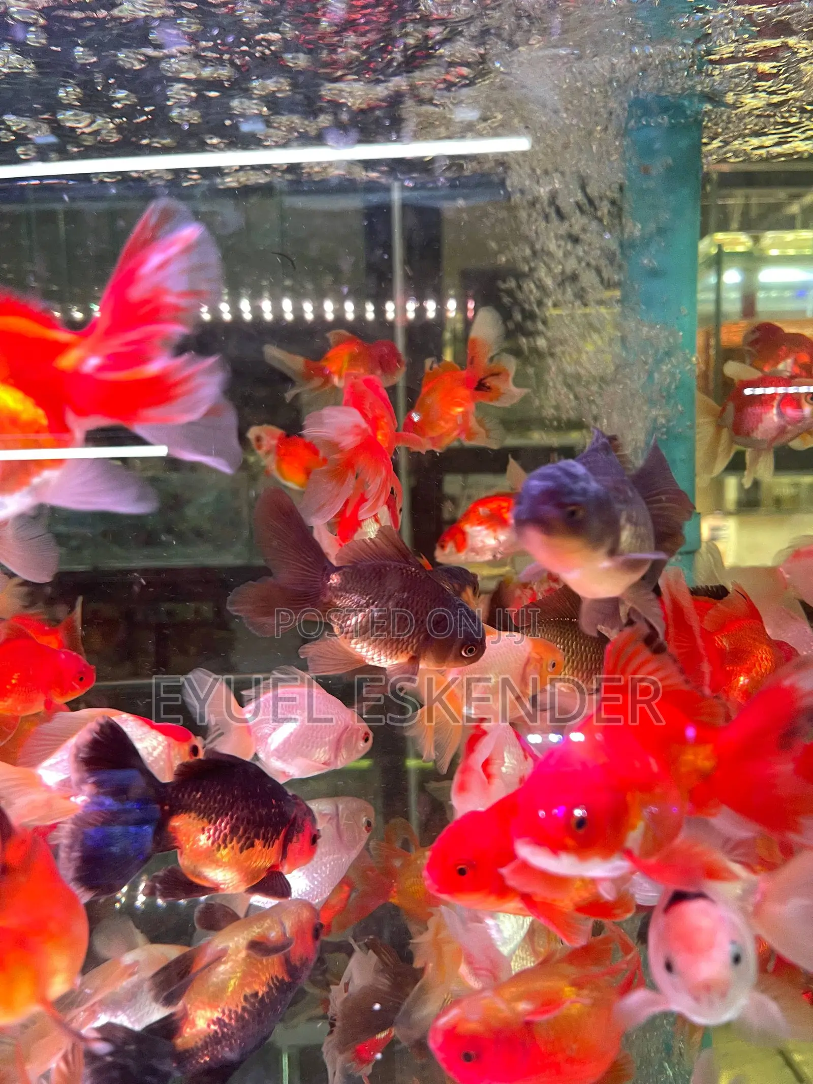Bold Gold Fish