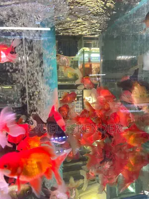 Bold Gold Fish