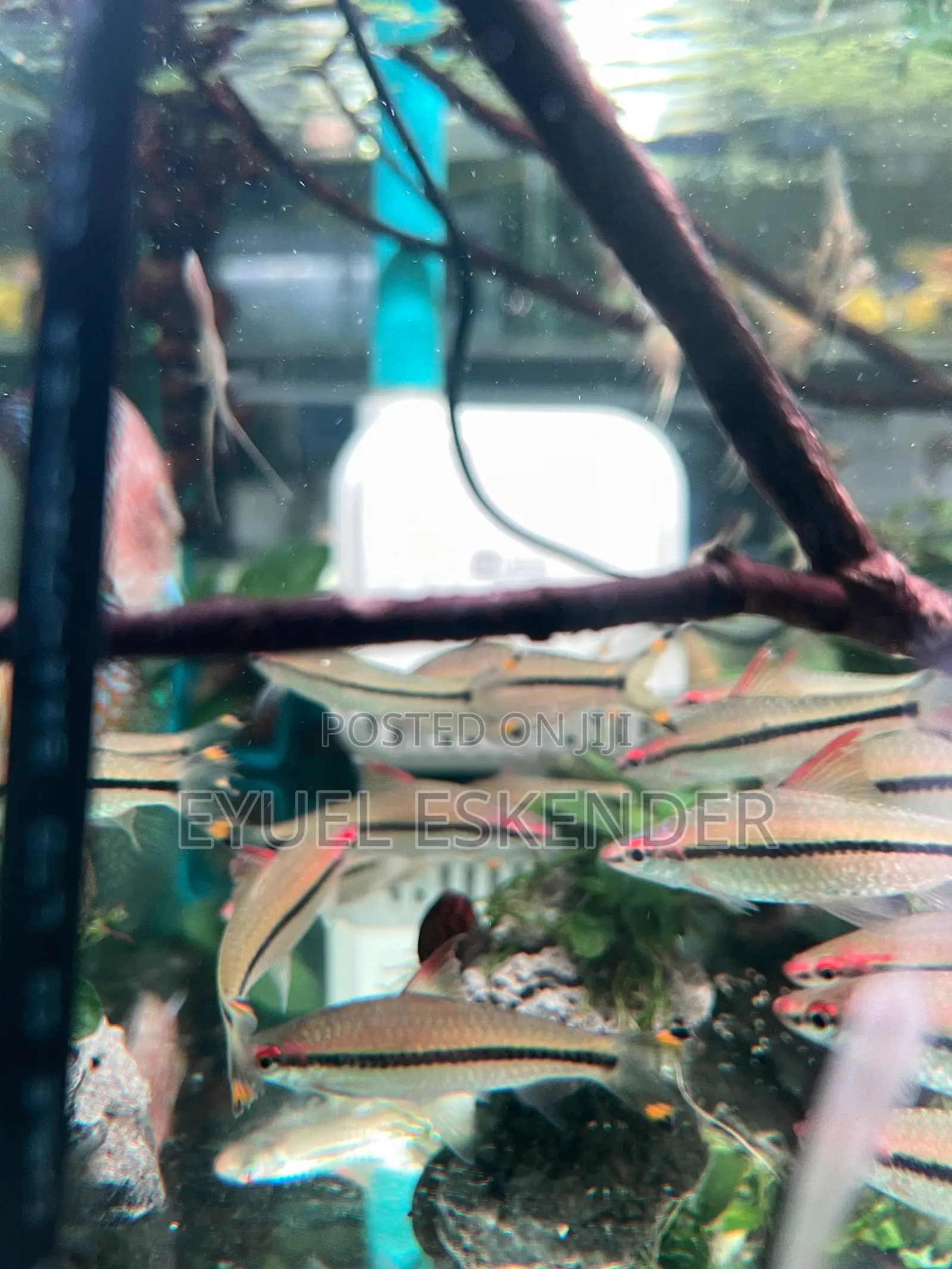 Roseline Fish