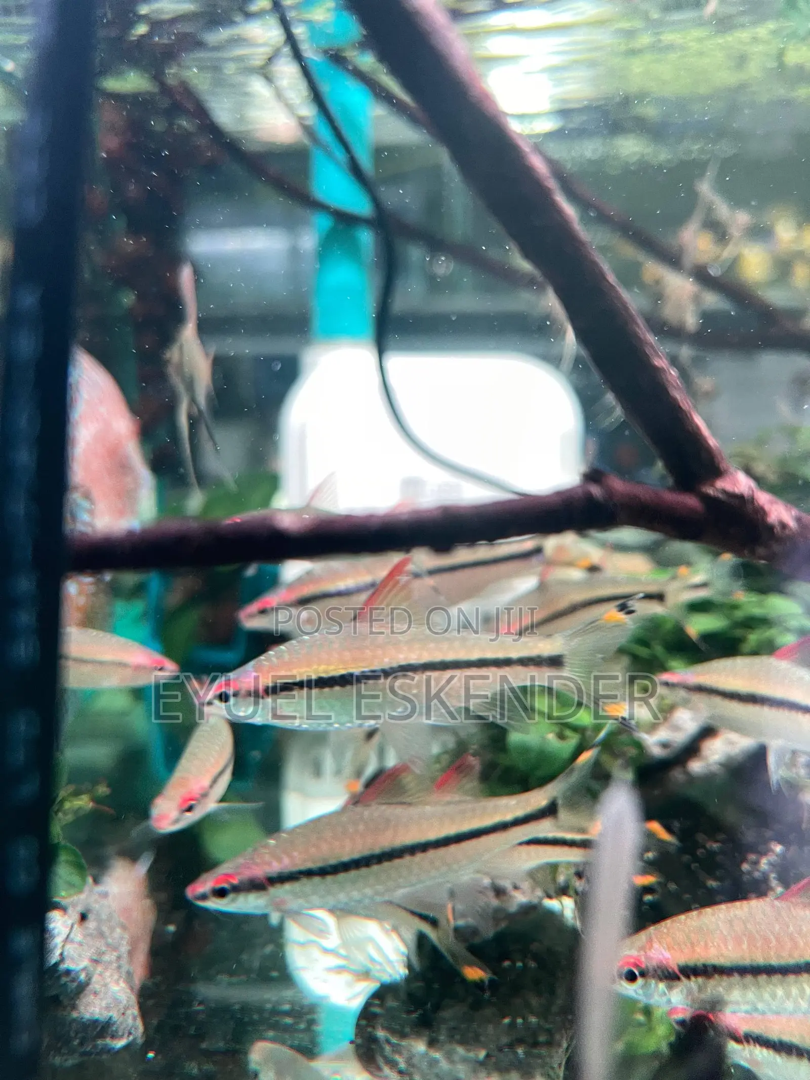 Roseline Fish