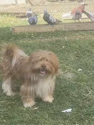 6-12 months Male Purebred Shih Tzu